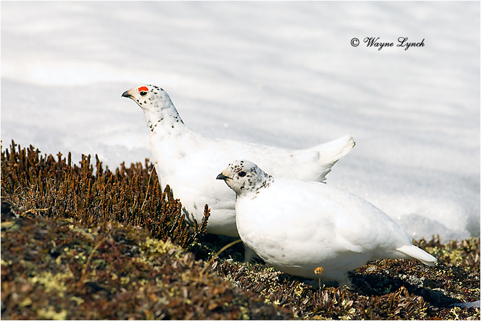 White-tailed Ptarmigan Pair 107 by Dr. Wayne Lynch ©
